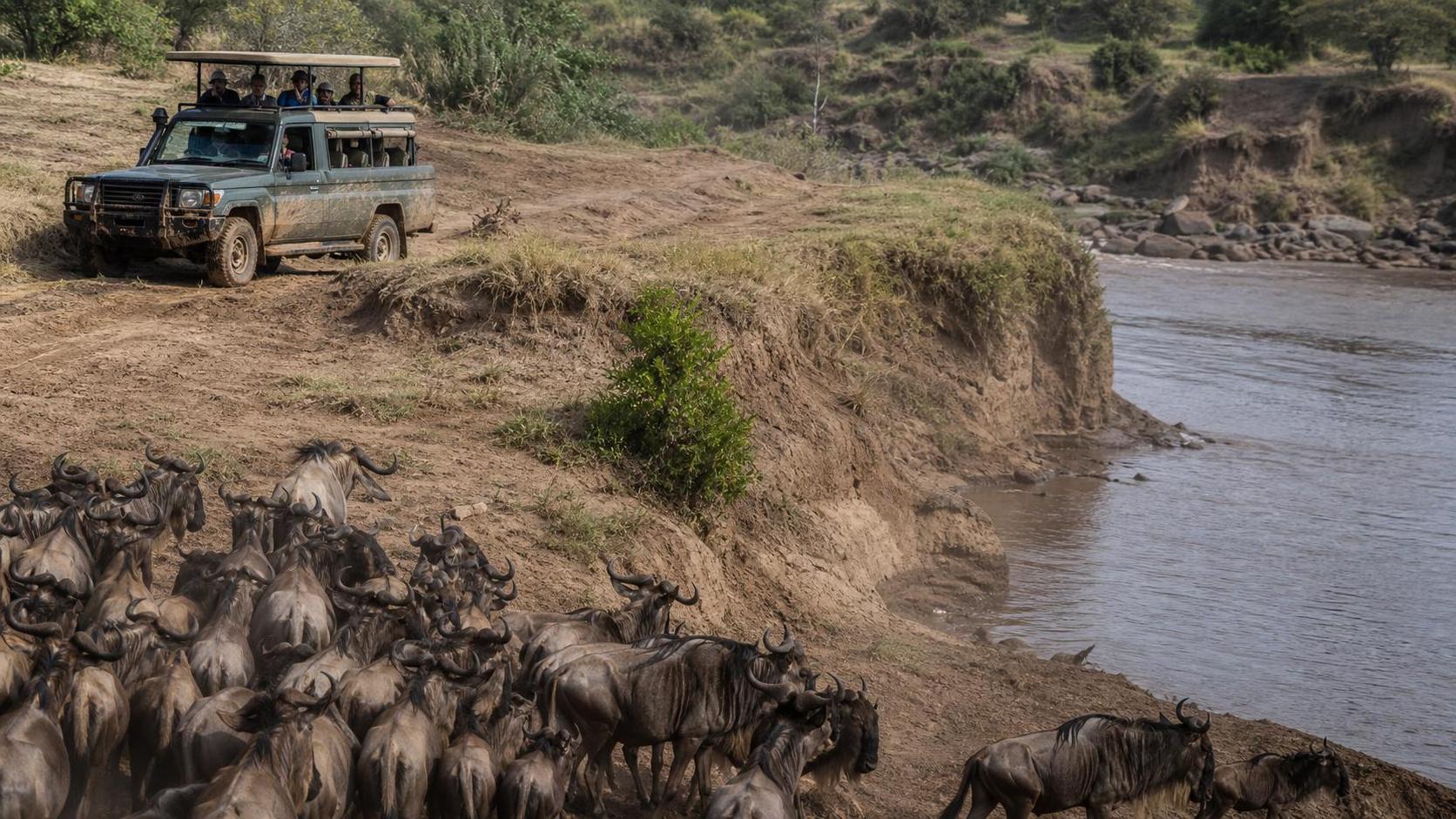 Serengeti Safari Vehicle Plunges Into Mara River At Migration Crossing